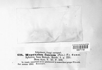 Hypoxylon fuscum image